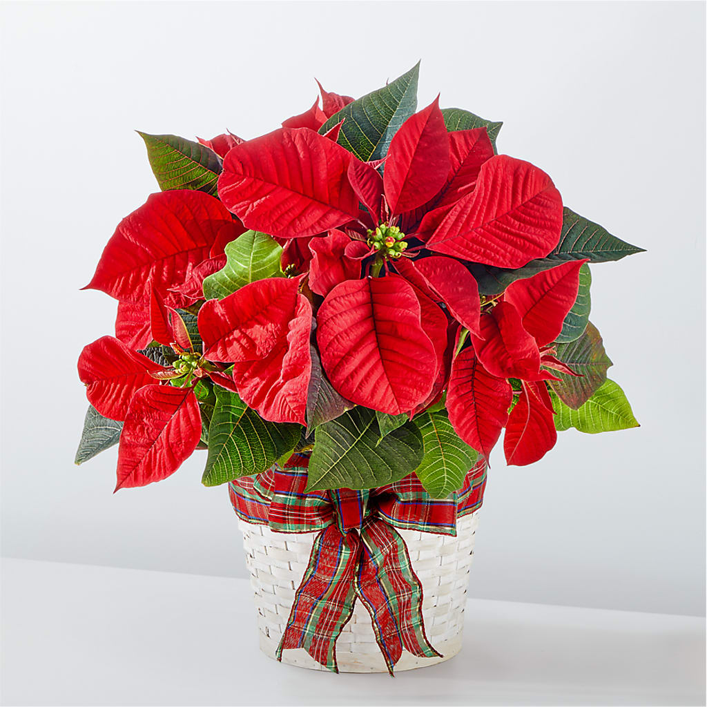 Happiest Holidays Poinsettia – Flowers By Henry Llc, Louisburg NC