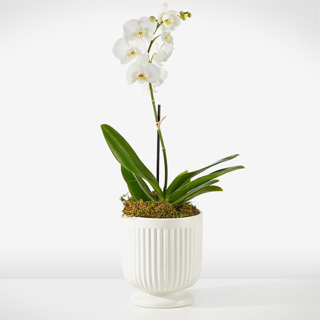 Whispering White Orchid – Flowers By Henry Llc, Louisburg NC