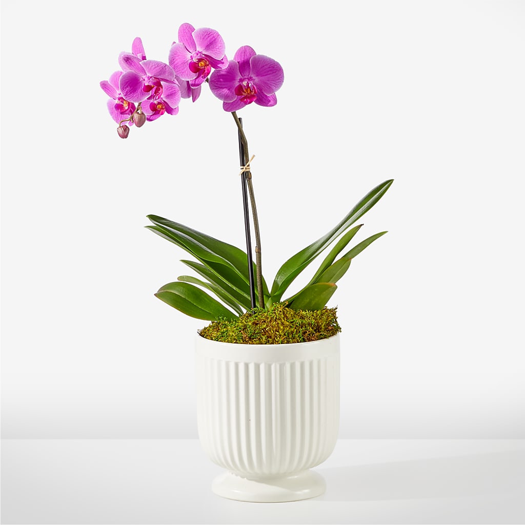 Friendly Fuchsia Orchid – Flowers By Henry Llc, Louisburg NC