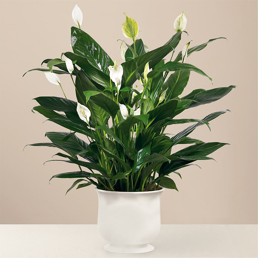 Comfort Planter – Flowers By Henry Llc, Louisburg NC