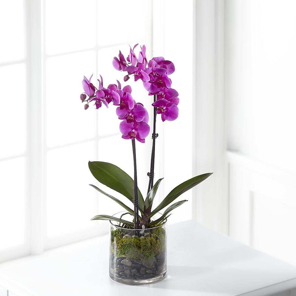 Pink Orchid Plant – Flowers By Henry Llc, Louisburg NC