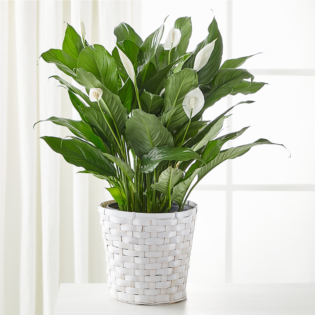 A New Leaf Peace Lily – Flowers By Henry Llc, Louisburg NC