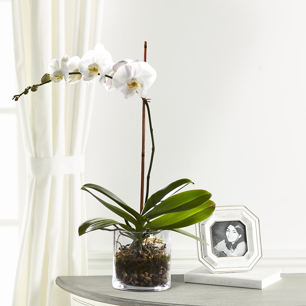 White Orchid Planter – Flowers By Henry Llc, Louisburg NC
