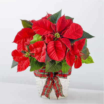 Happiest Holidays Poinsettia –  Flowers By Henry Llc, Louisburg NC