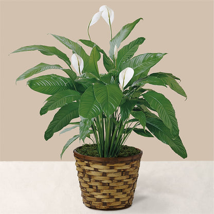 Tranquil Moments Peace Lily Plant –  Flowers By Henry Llc, Louisburg NC