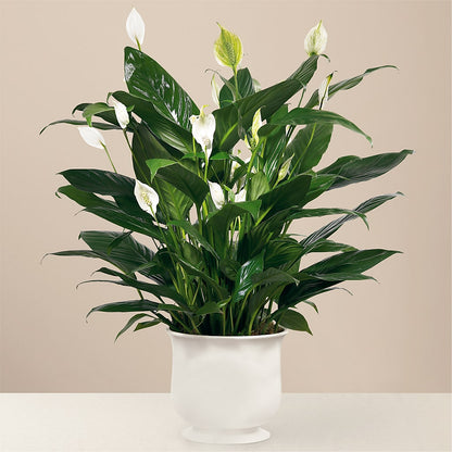 Comfort Planter –  Flowers By Henry Llc, Louisburg NC