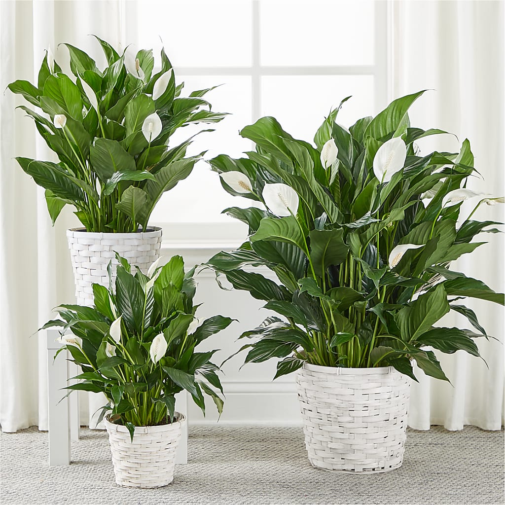 A New Leaf Peace Lily –  Flowers By Henry Llc, Louisburg NC