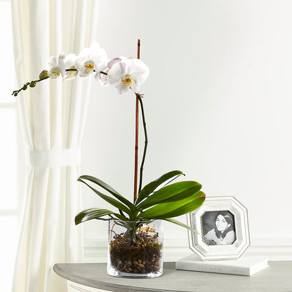 White Orchid Planter –  Flowers By Henry Llc, Louisburg NC