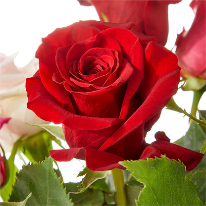 Love Notes Rose Bouquet –  Flowers By Henry Llc, Louisburg NC